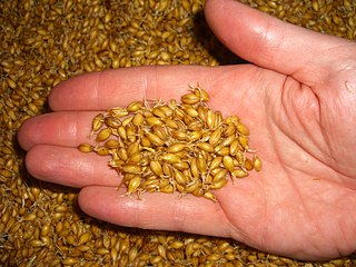 <span class="mw-page-title-main">Malt</span> Germinated cereal grains that have been dried