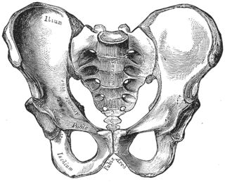 <span class="mw-page-title-main">Pelvis</span> Lower part of the trunk of the human body between the abdomen and the thighs