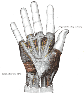 <span class="mw-page-title-main">Palmar aponeurosis</span>