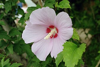 Siriako arrosa (Hibiscus syriacus)