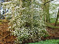 * Nomination: Krentenboompje (Amelanchier).-- Famberhorst 19:45, 7 May 2013 (UTC) * * Review needed