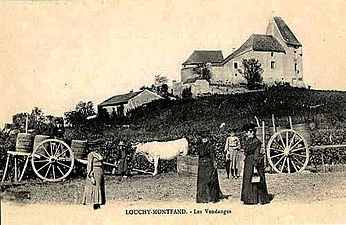 Vendanges dans le clos du château de Louchy-Montfand.