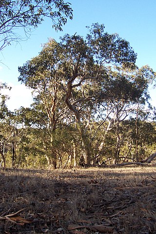 <span class="mw-page-title-main">Mount Magnificent Conservation Park</span> Protected area in South Australia