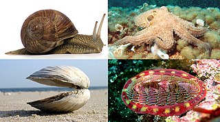 <span class="mw-page-title-main">Mollusca</span> Large phylum of invertebrate animals