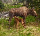 (newborn) Calves nursing in spring.