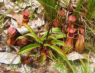 <i>Nepenthes andamana</i> Species of pitcher plant from Thailand