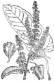 Rumex obtusifolius Topolistna kislica plate 110 in: Martin Cilenšek: Naše škodljive rastline Celovec (1892)