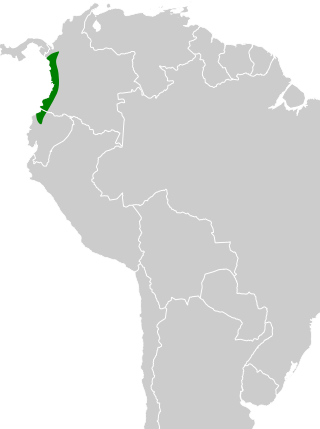 <span class="mw-page-title-main">Chocó poorwill</span> Species of bird