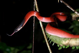 <i>Oxyrhopus melanogenys</i> Species of snake