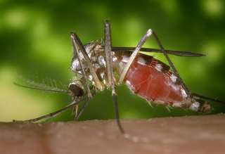 <i>Aedes triseriatus</i> Species of mosquito