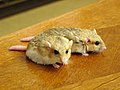 Fat-tailed gerbils, Pachyuromys duprasi.