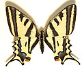 Papilio alexanor Zuidelijke koninginnenpage