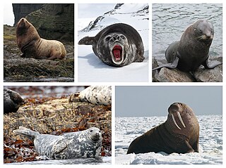 <span class="mw-page-title-main">Pinniped</span> Taxonomic group of semi-aquatic mammals