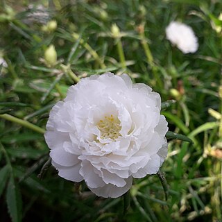 <i>Portulaca grandiflora</i> Species of rose