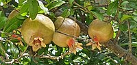 Thumbnail for File:Punica granatum-Jerusalem.jpg