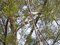 Graubülbül Common Bulbul