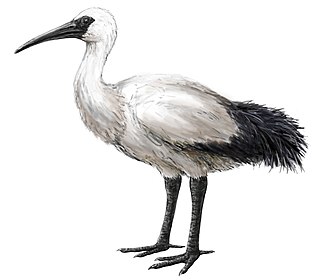 <span class="mw-page-title-main">Réunion ibis</span> Extinct bird that was endemic to Réunion