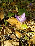 Habitat montan - Brânduşă de toamnă (Crocus banaticus) în situl Natura 2000 - Piatra Mare