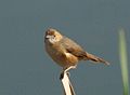 Rotgesicht-Cistensänger  (Cisticola erythrops, Kat. )