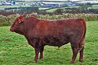 <span class="mw-page-title-main">North Devon cattle</span> Breed of cattle