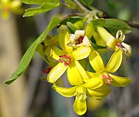 Ribes aureum