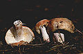 Russula padulosa - isohapero