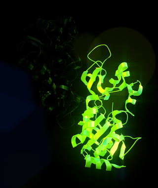 <span class="mw-page-title-main">Sirtuin 1</span> Protein