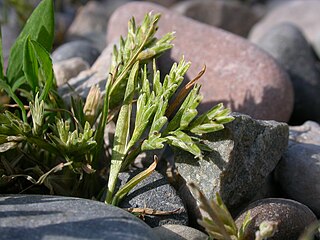 <i>Sclerochloa</i> Genus of grasses