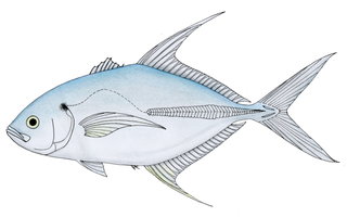 <span class="mw-page-title-main">Senegal jack</span> Species of fish