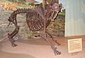 Skamieniały szkielet Smilodon fatalis w Muzeum Historii Naturalnej w Salt Lake City