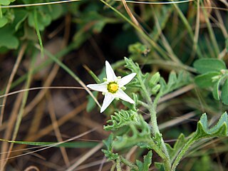 <i>Solanum sarrachoides</i> Species of nightshade plant