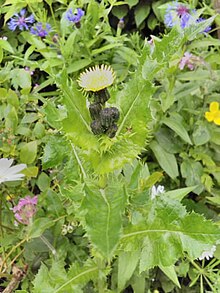 Sow thistle Sow Thistle.jpg