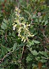 Teucrium flavum 2.jpg