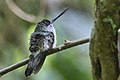 Tooth-billed Hummingbird.jpg