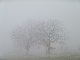 Trees in the fog