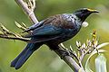 Tui on a flax bush.