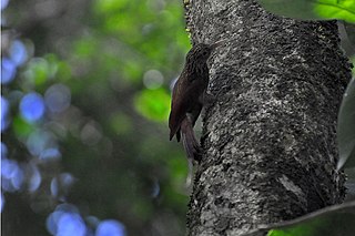 <span class="mw-page-title-main">Elegant woodcreeper</span> Species of bird