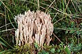 Ramaria gracilis