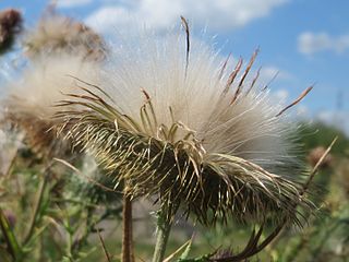 <i>Cirsium vulgare</i> Species of flowering plant in the daisy family Asteraceae