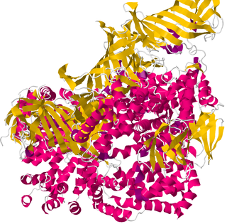 <span class="mw-page-title-main">ERAP1</span> Protein-coding gene in the species Homo sapiens