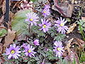 Anemone blanda