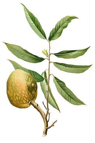 <i>Annona reticulata</i> Species of tree