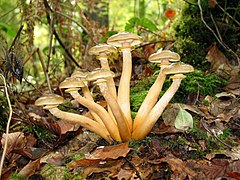 Armillaria mellea