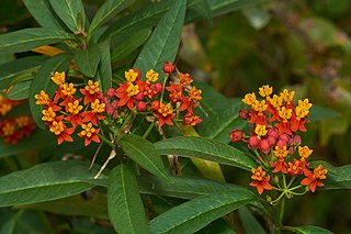 <i>Asclepias curassavica</i> Species of flowering plant