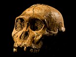 Australopithecus, 4,3 tot 2 miljoen jaar geleden.