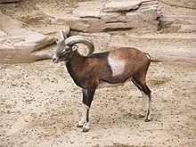 Barcelona-Zoo-Muflón (Ovis musimon).jpg