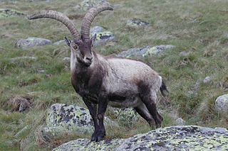 <span class="mw-page-title-main">Iberian ibex</span> Species of wild goat endemic to the Iberian Peninsula