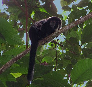 <span class="mw-page-title-main">Black titi monkey</span> Species of New World monkey