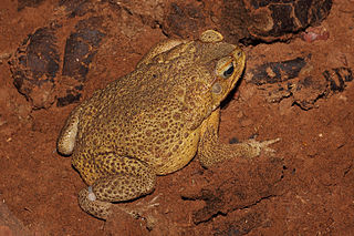 <span class="mw-page-title-main">Cane toad</span> Worlds largest true toad