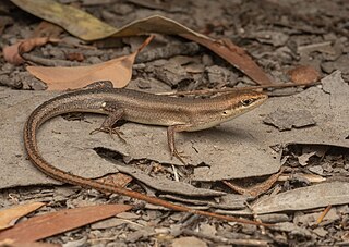 <i>Carlia storri</i> Species of lizard